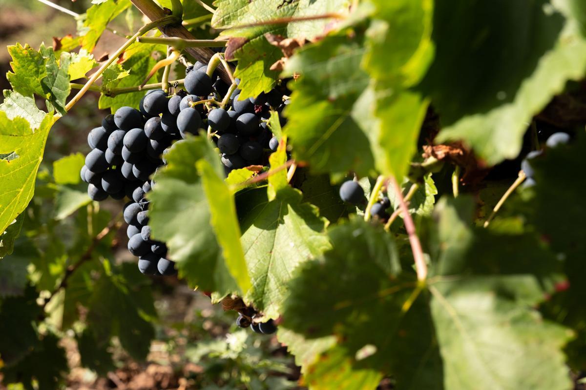 ayudas-destilacion-crisis-ribeira-sacra